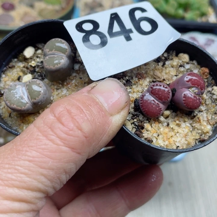 846紫李绿李母本