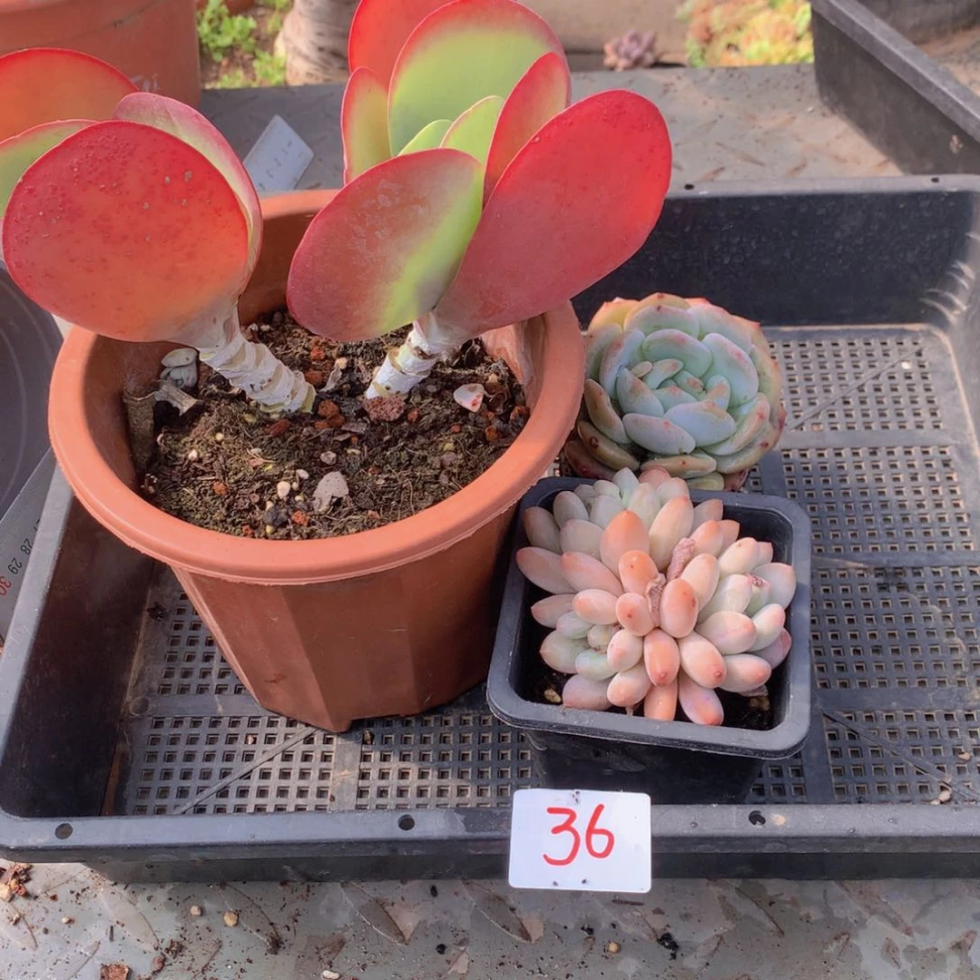 一单包邮框拍0036