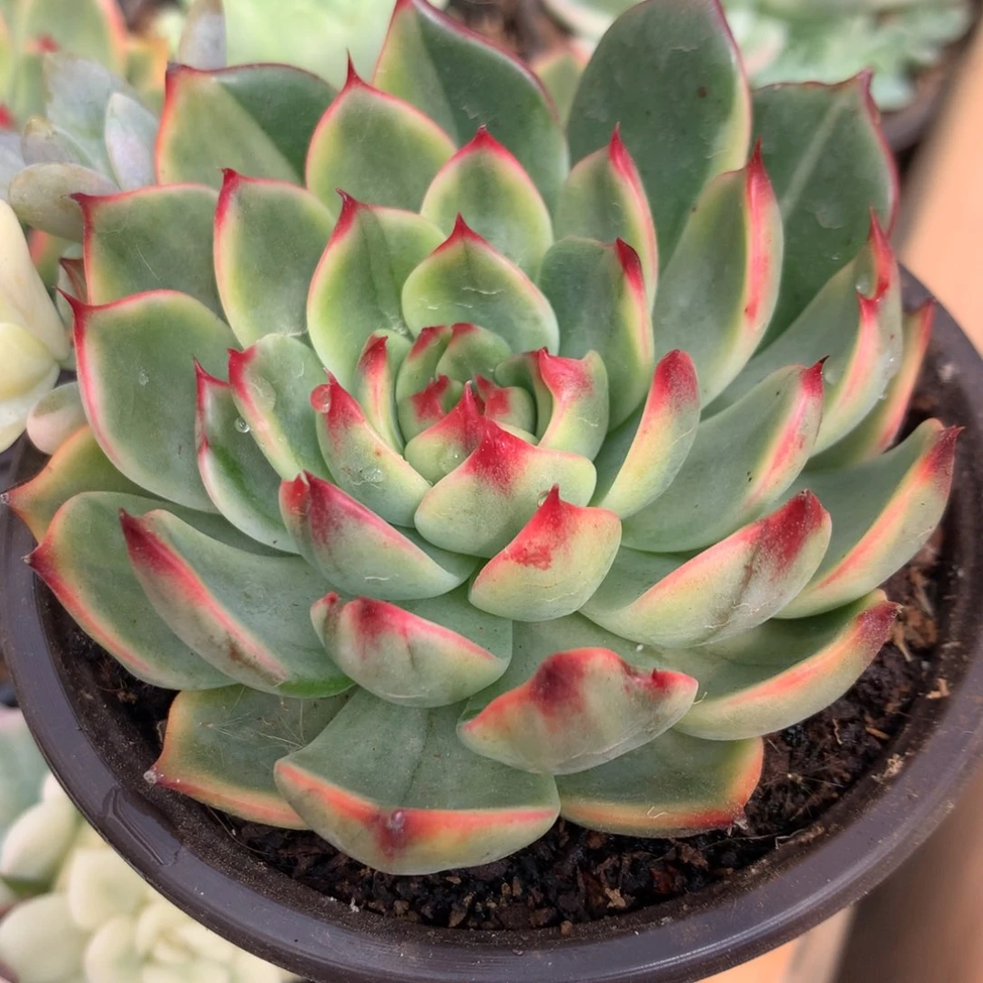 桃花姐姐姐姐姐姐姐姐姐姐