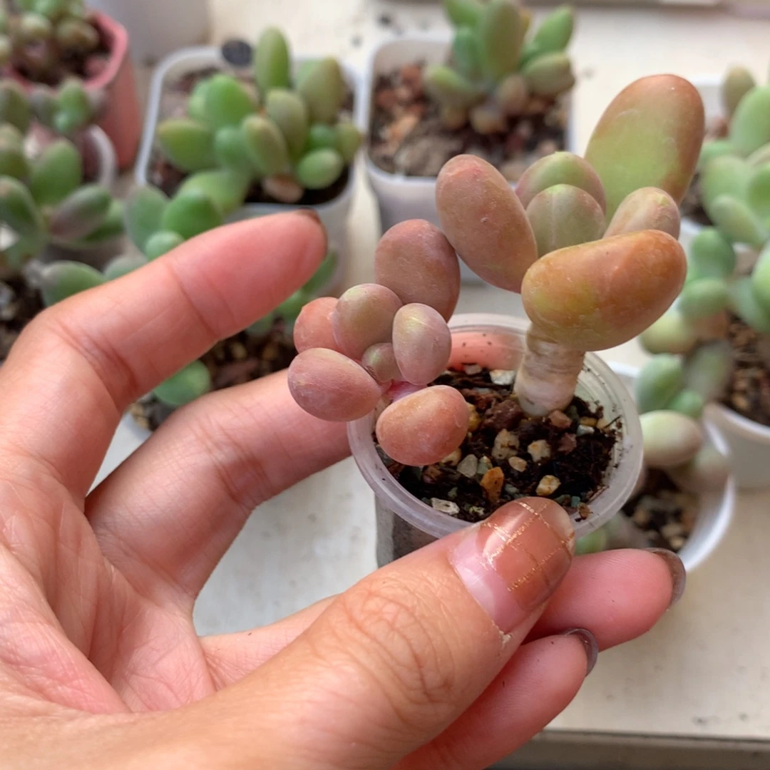 芒果奶 不凑满28元发一片叶 不售后 到付