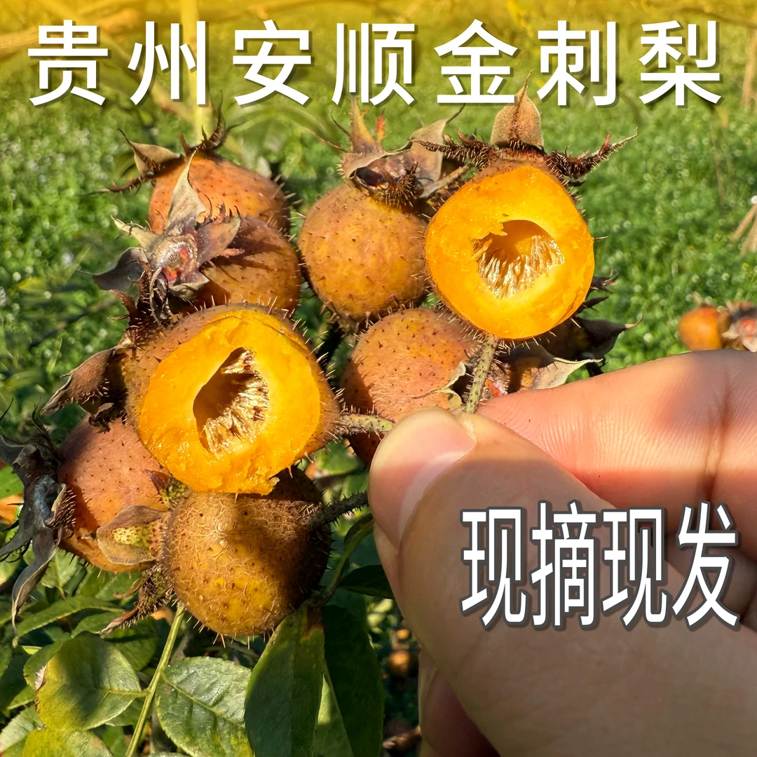 贵州安顺无籽金刺梨鲜果现摘现发可榨汁泡酒含维C孕妇