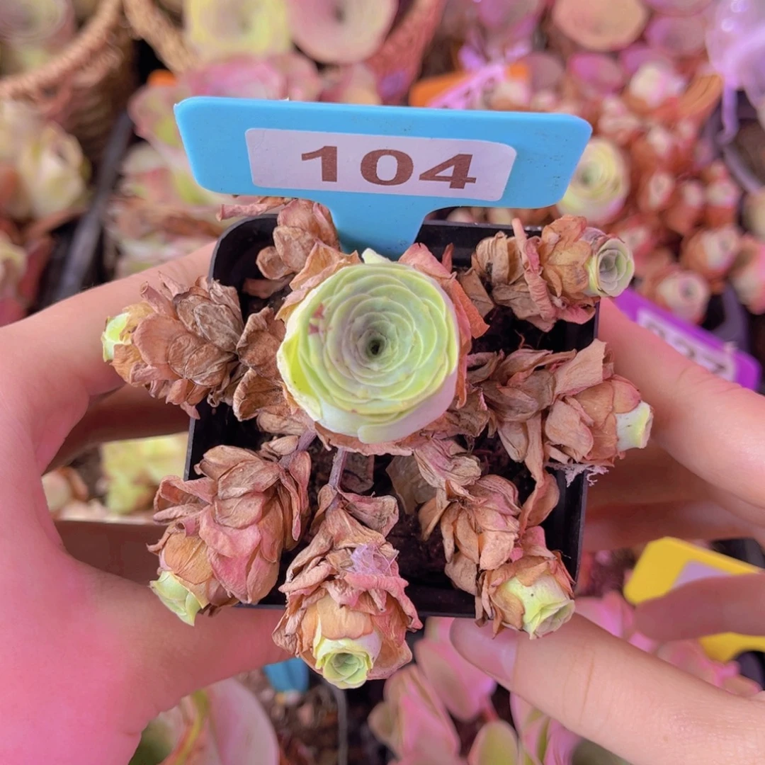 单品一物一拍104号