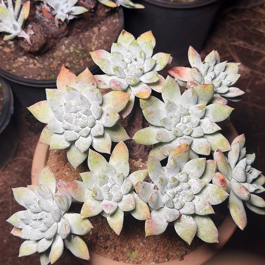 周***望1193苹果拇指多肉