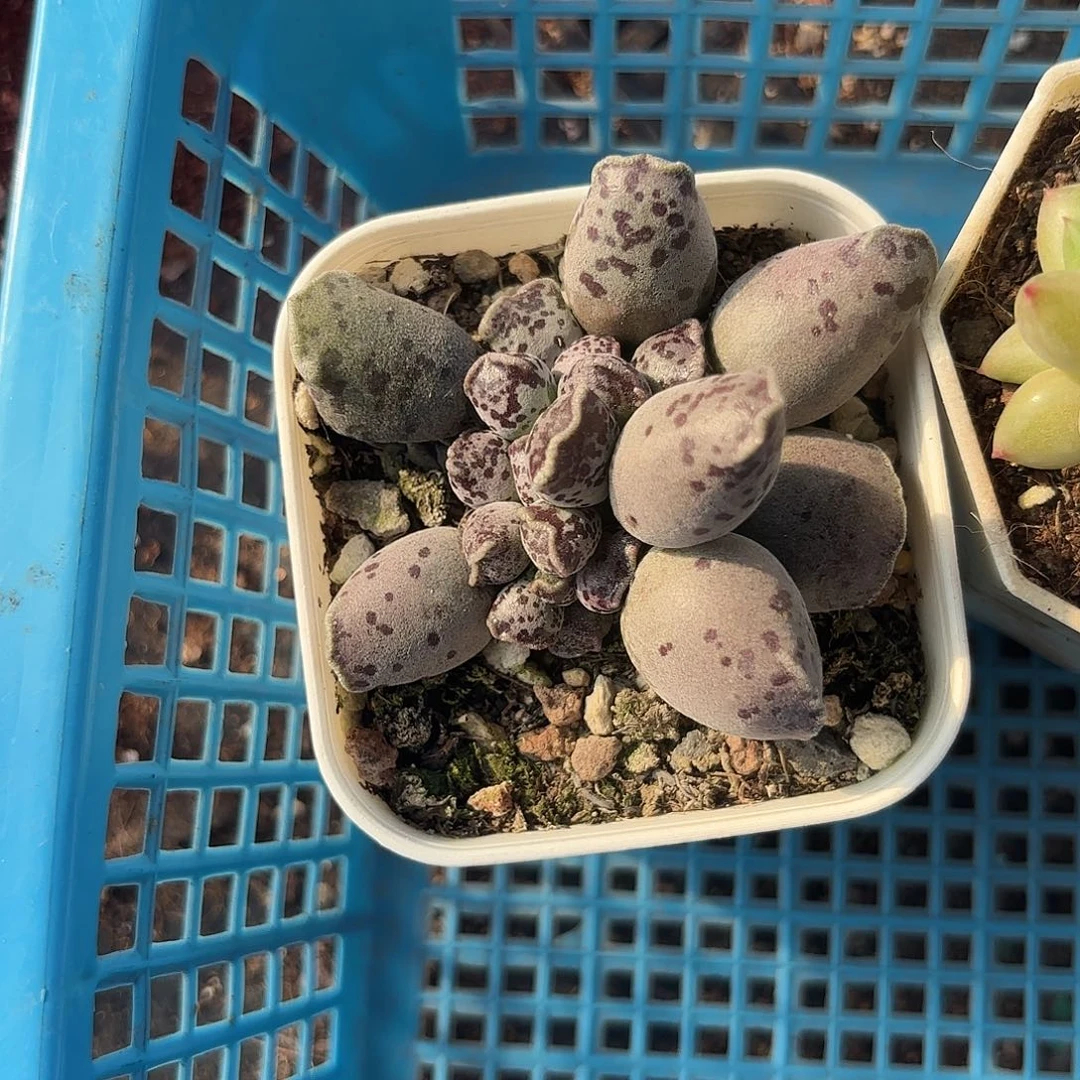 精品达摩海豹多肉植物