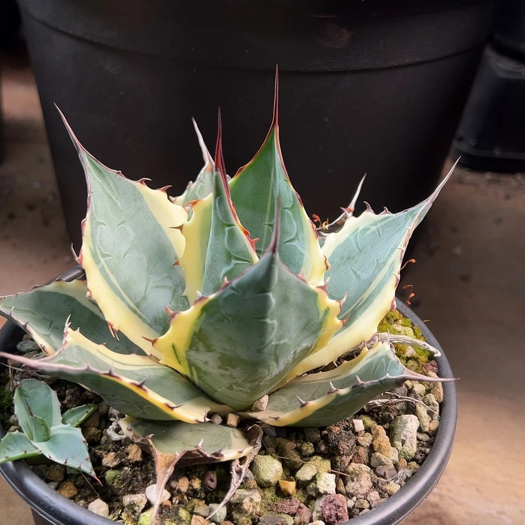 无花朵多肉植物赖光白覆