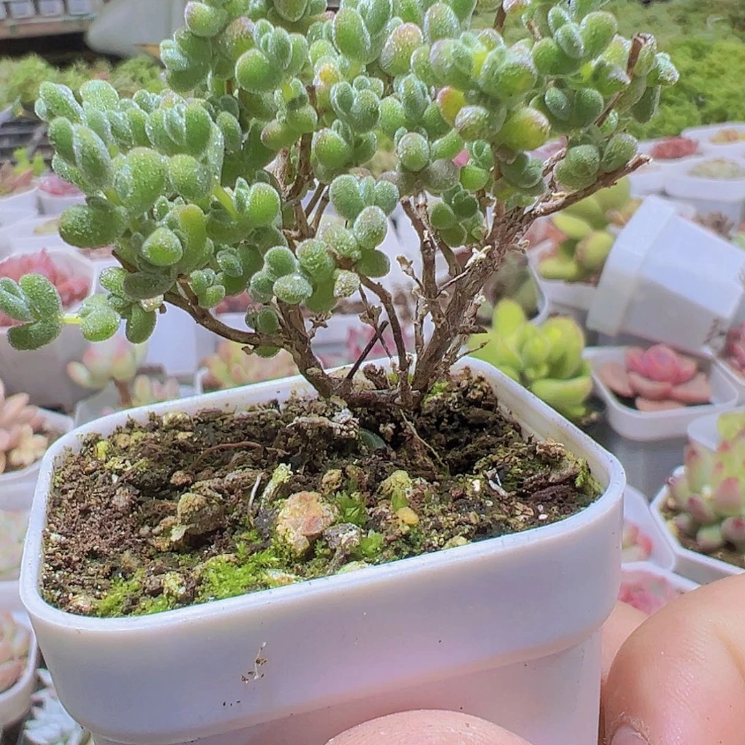 拉斯枝干19包邮多肉植物