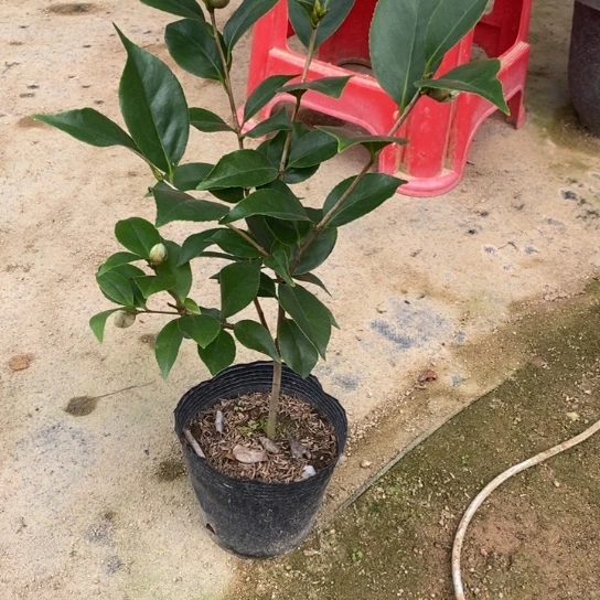 当前无花栽培后可以开花