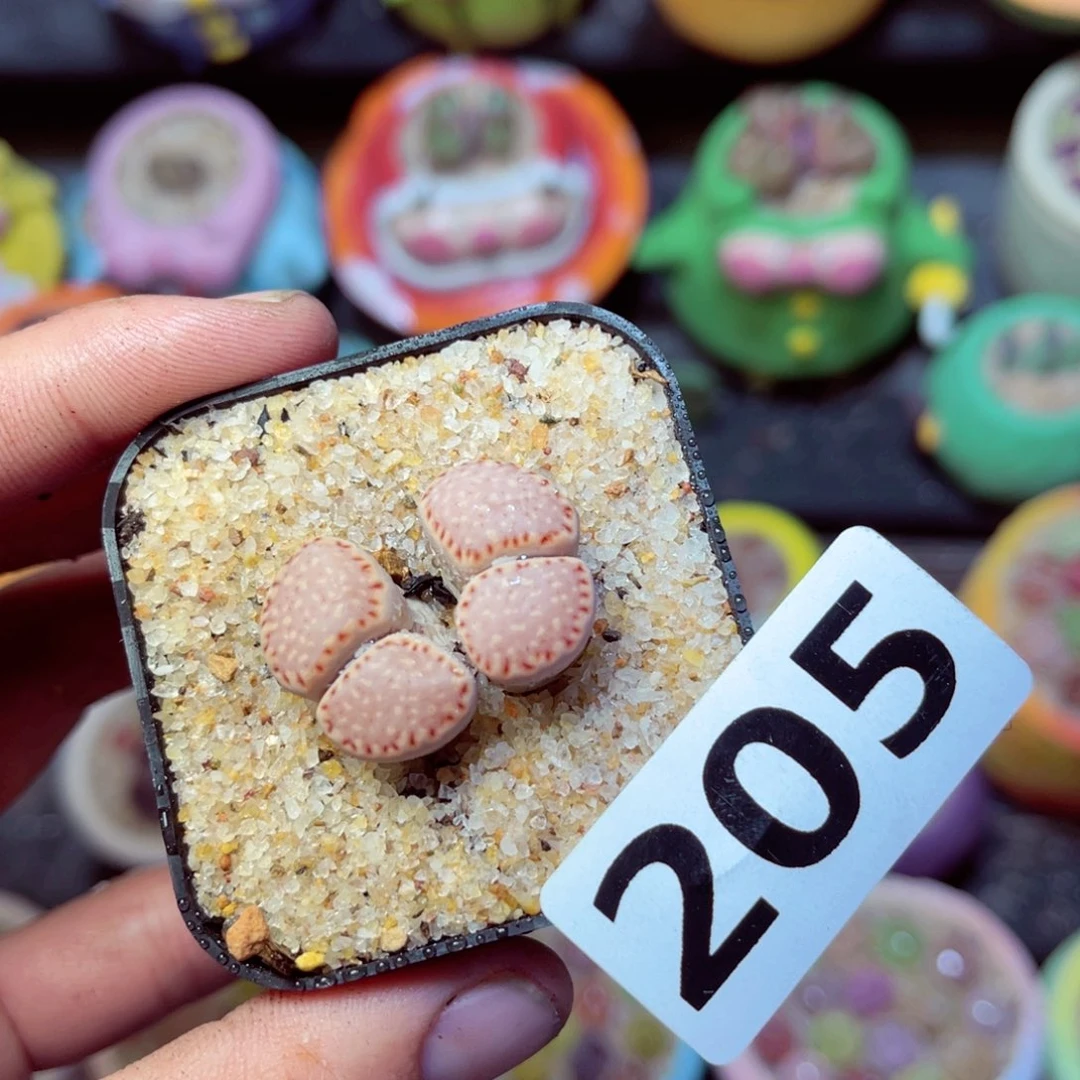 205生石花带盆发