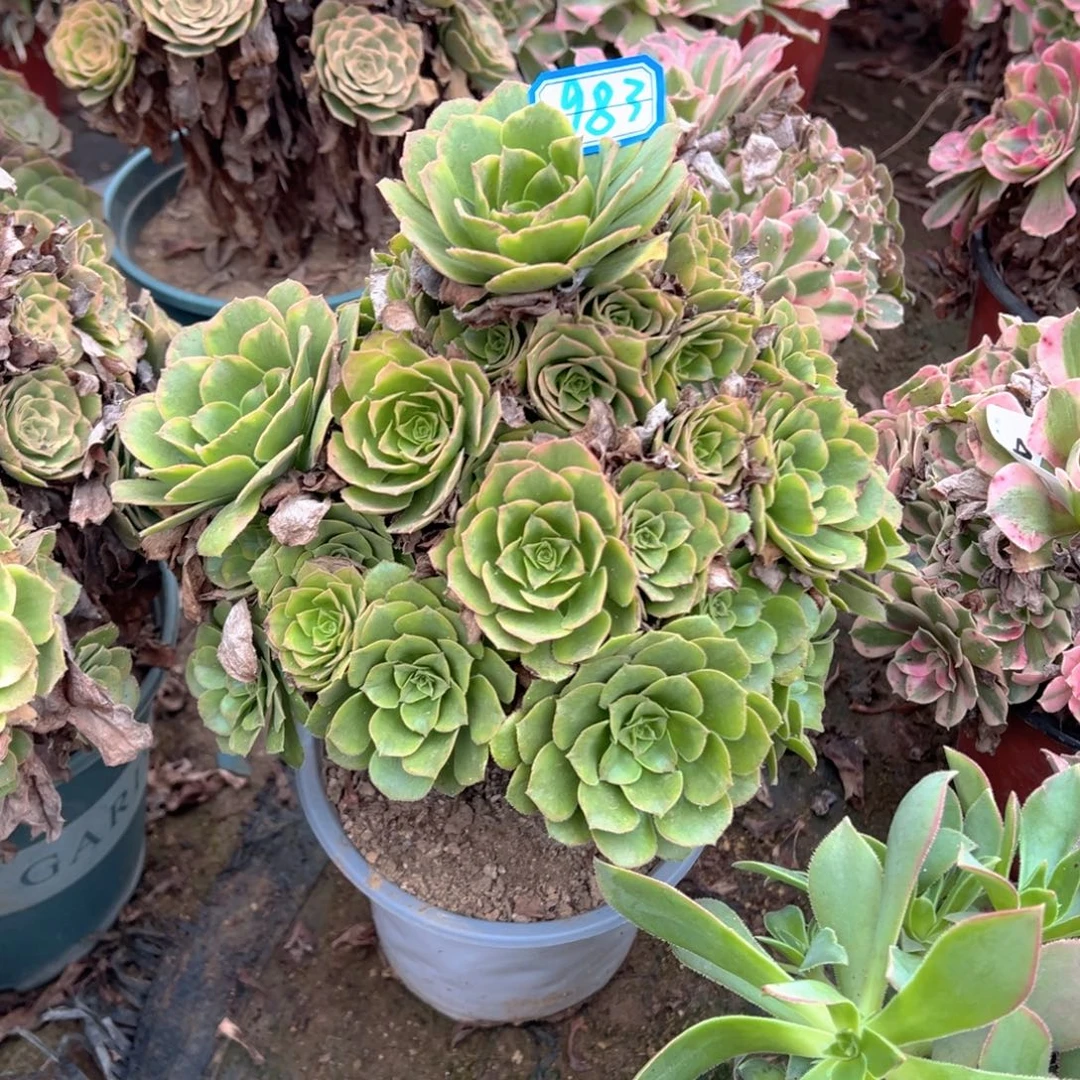 多肉植物金秋老桩983