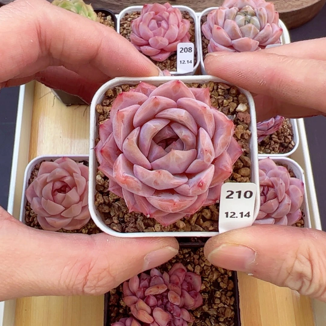 好好看210、哈哈哈哈