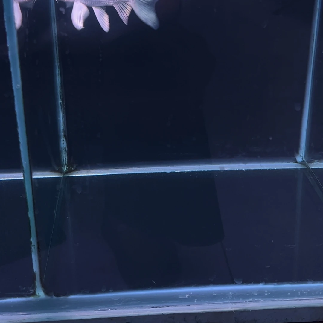 海水鱼任*鸣精品蝴蝶鲤
