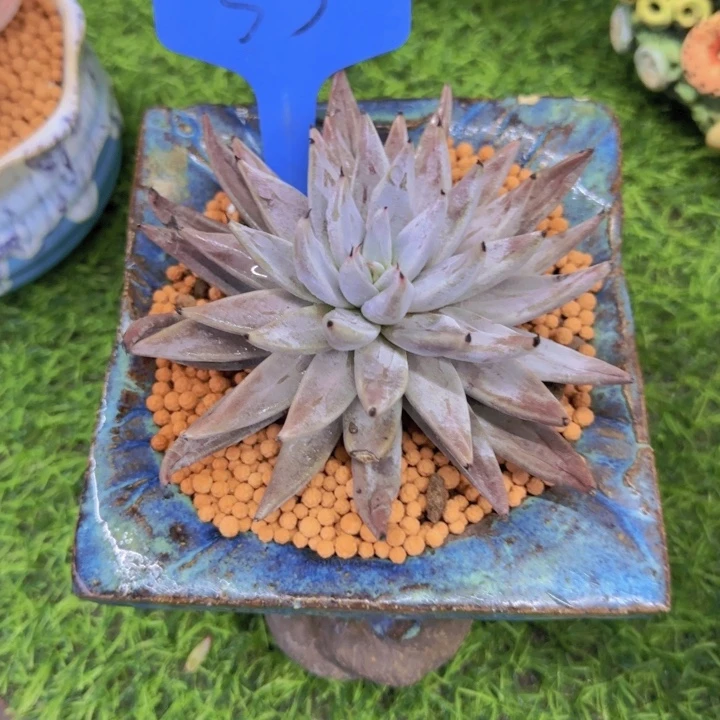 上**痕53多肉植物一物一拍