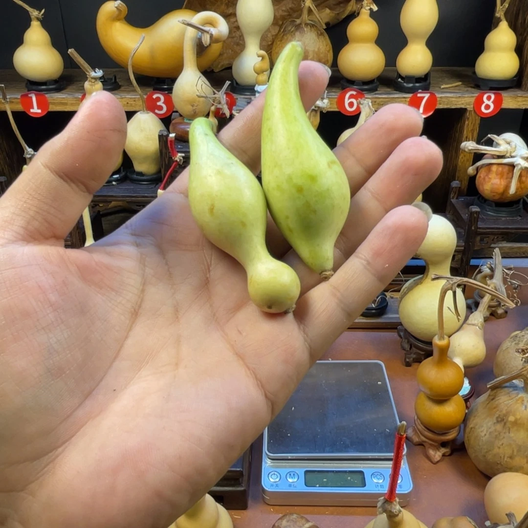 G***_葫芦葫芦和大白鹿真的