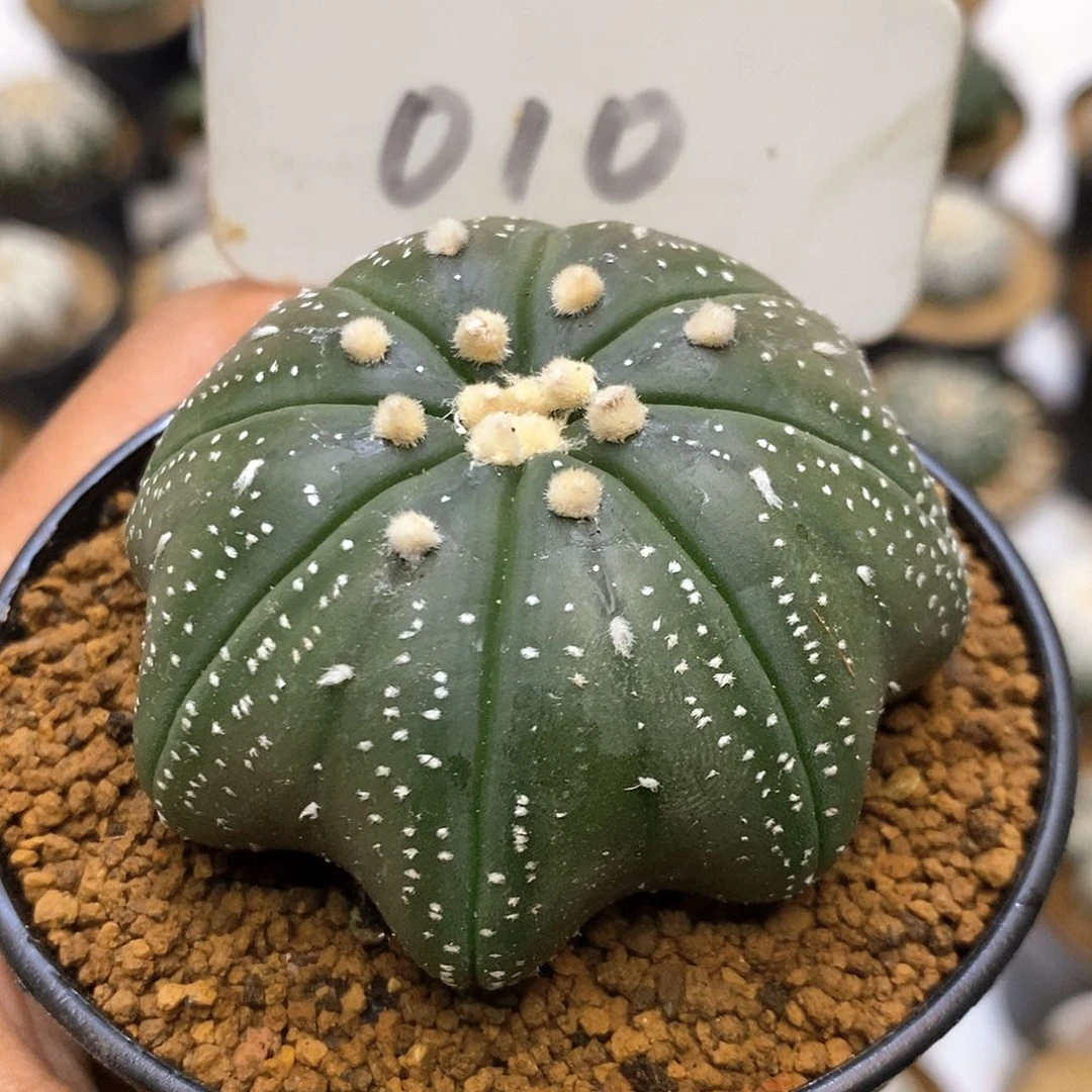 010福利特价咯福利了