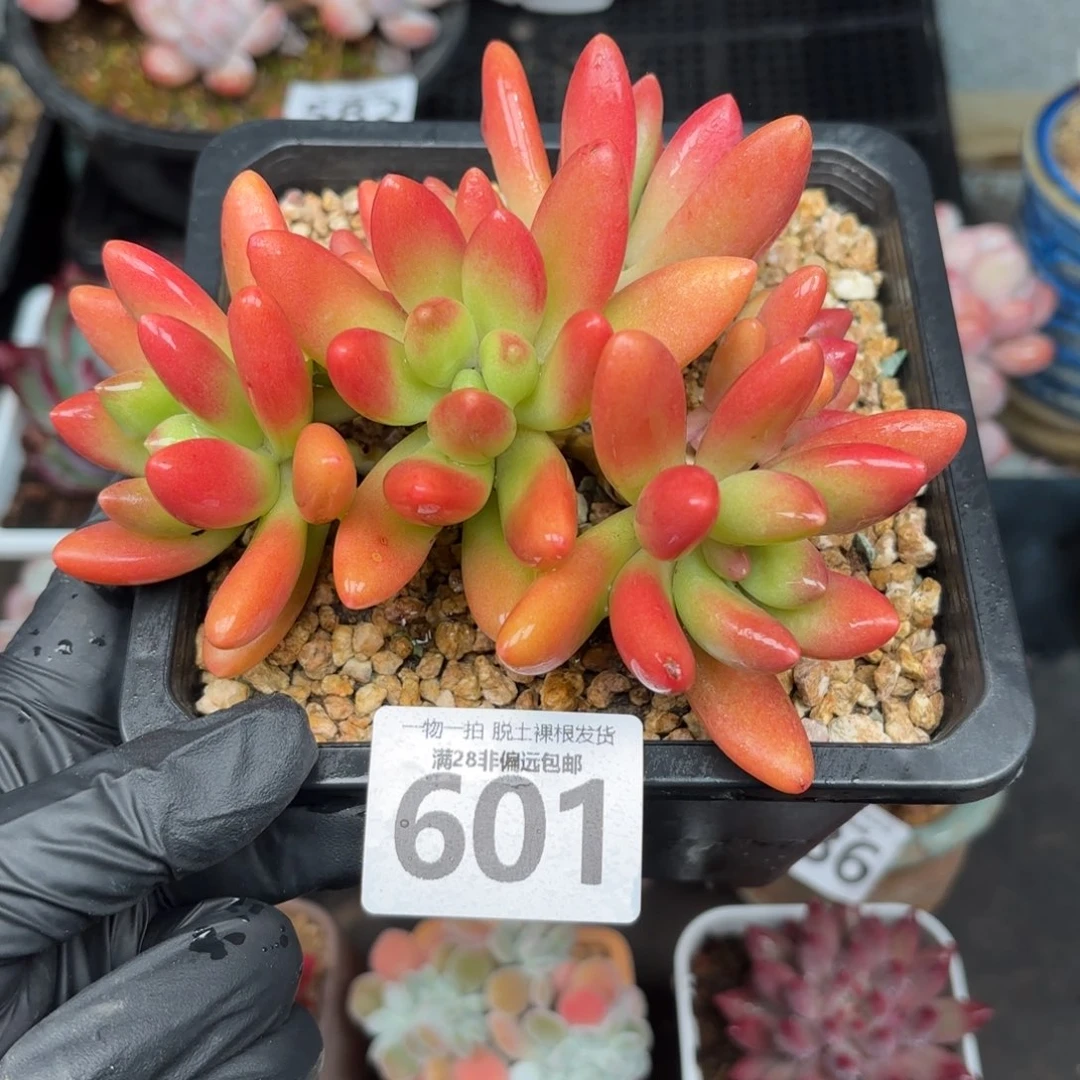 鲸落群无盆土发货