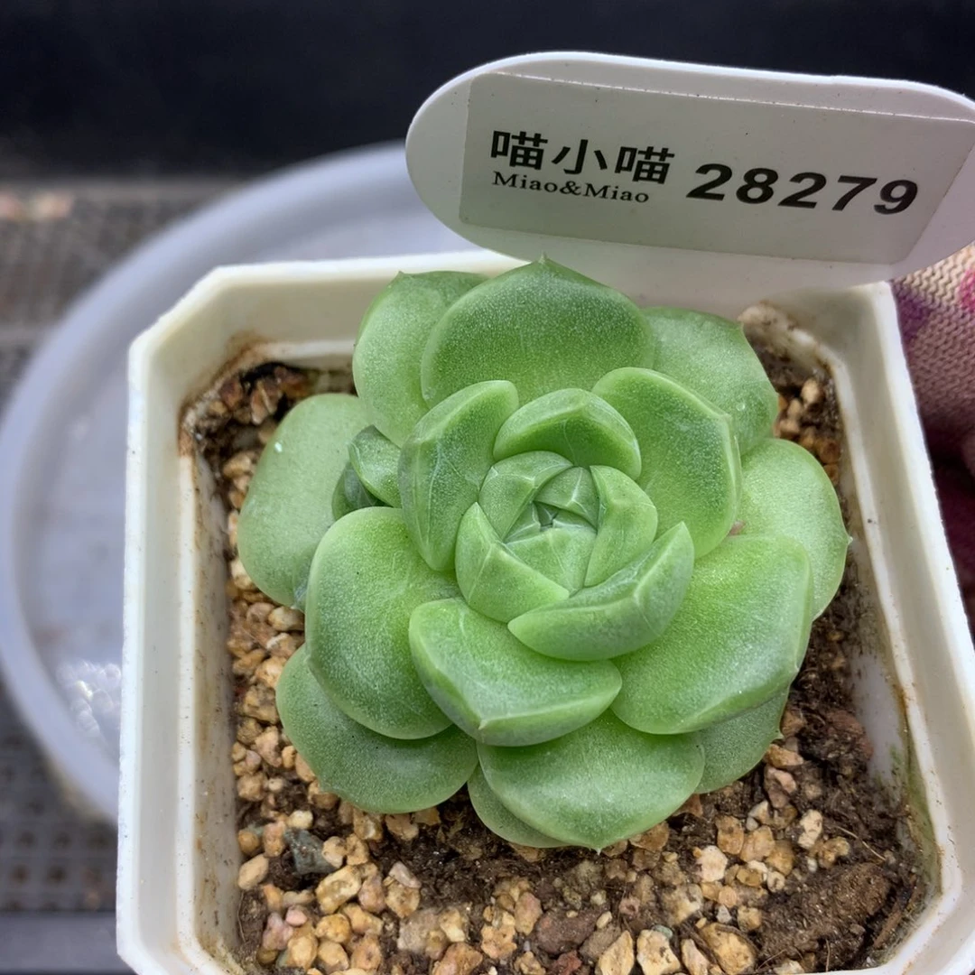 多肉植物麦秆珍妮