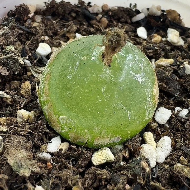 老马生石花2.5灯泡2604