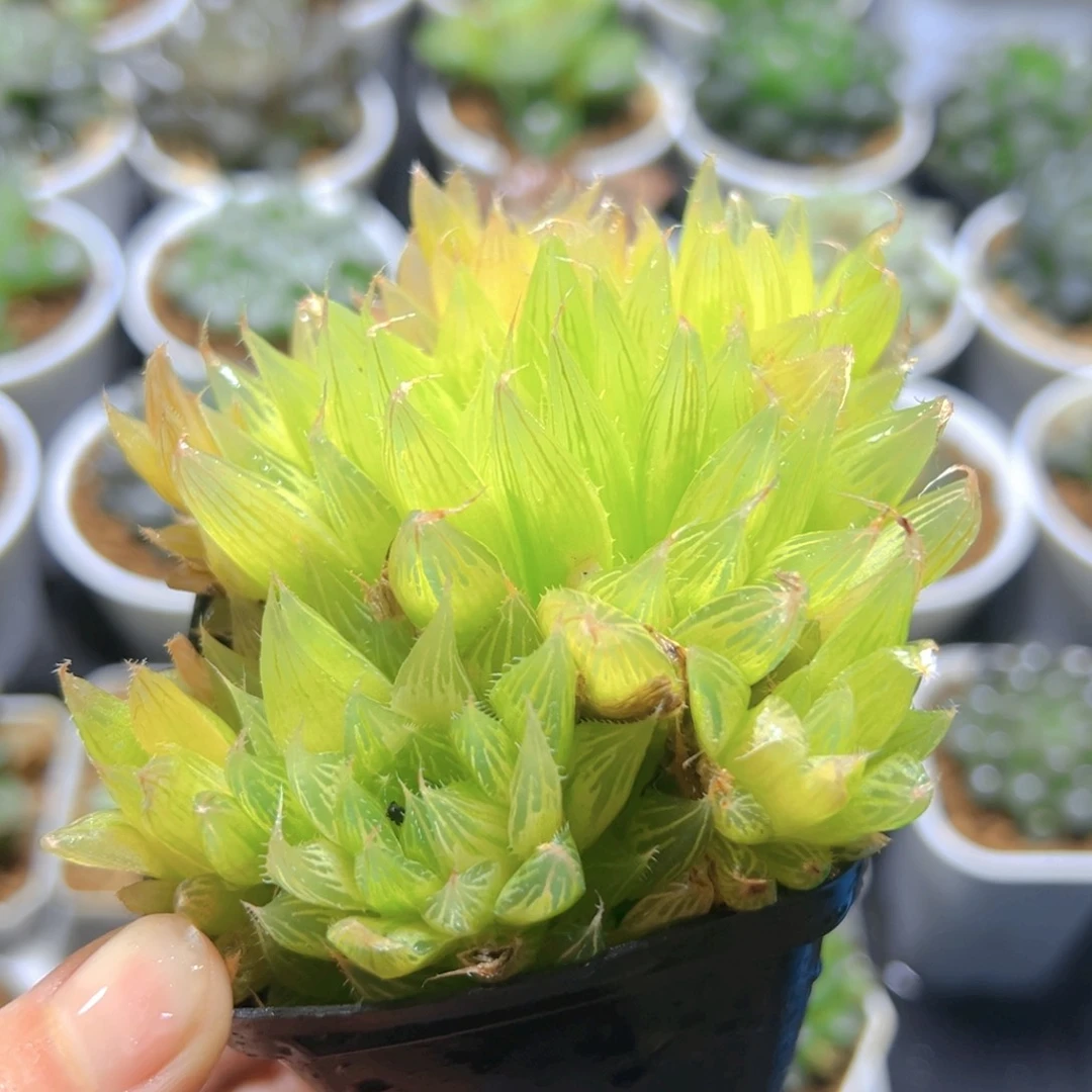 钻石实生玉露多肉群多肉