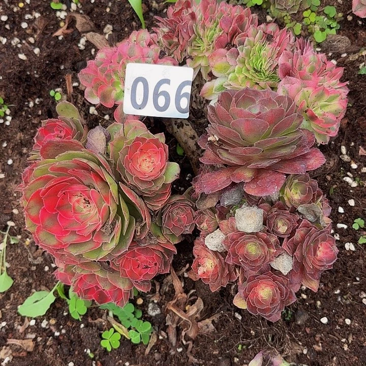多肉植物福利066个