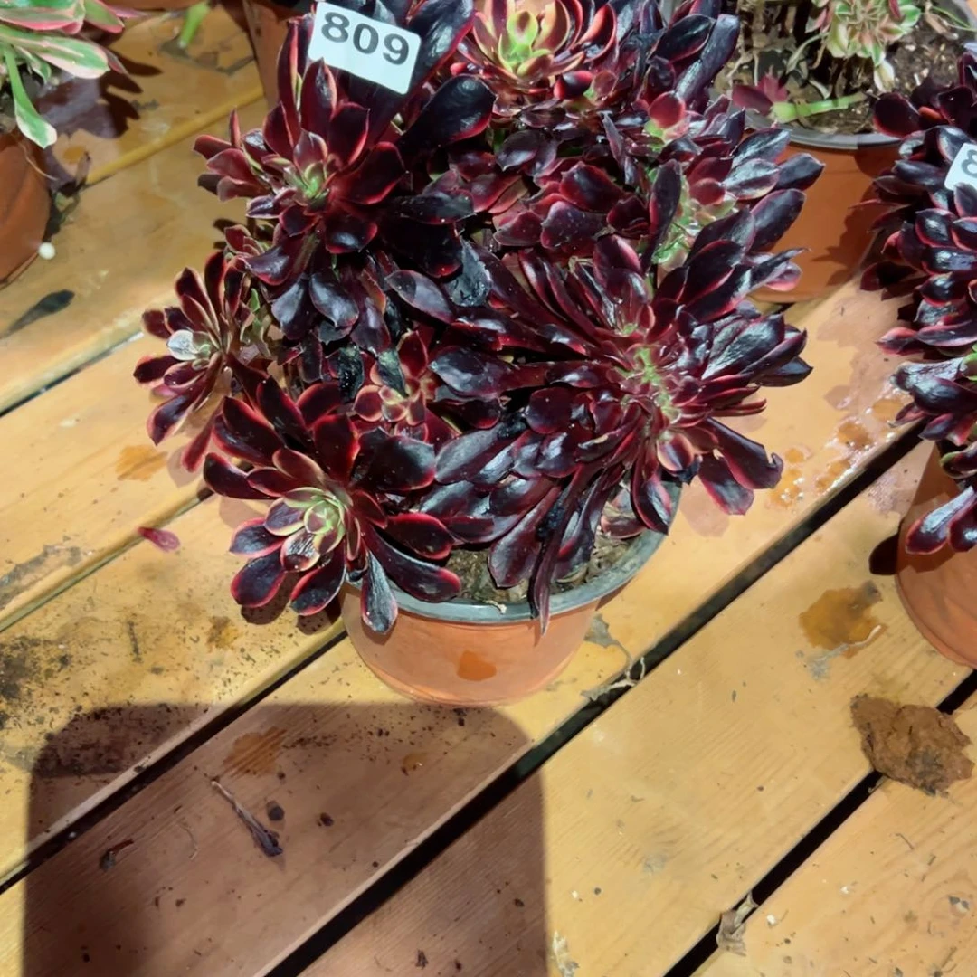 809 号多肉植物法师