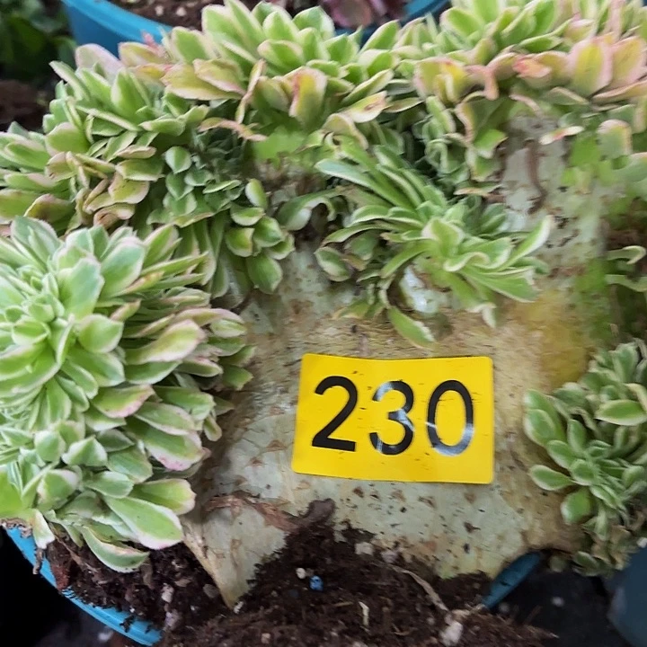 多肉植物福利230