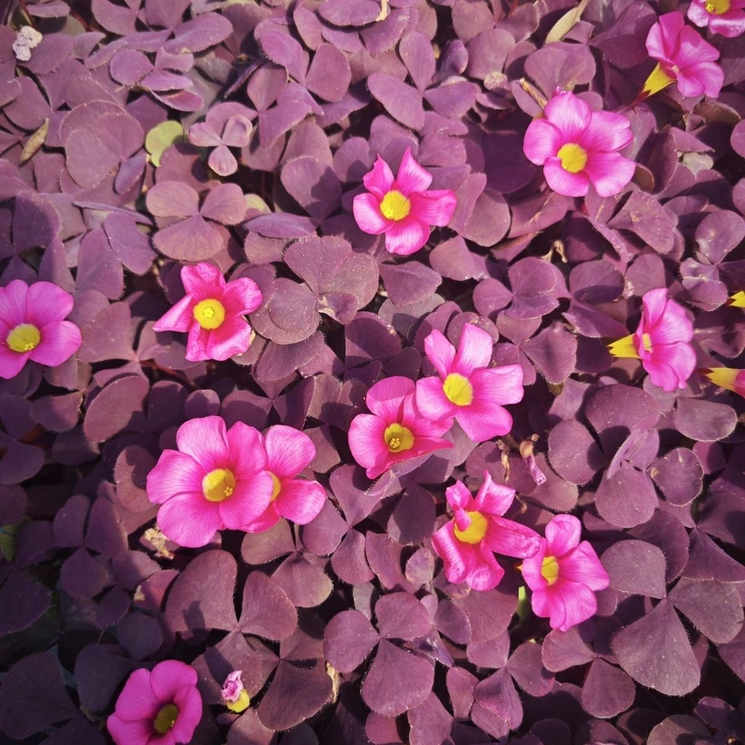芙蓉酢浆草盆栽幸运草庭院阳台多年生花卉植物