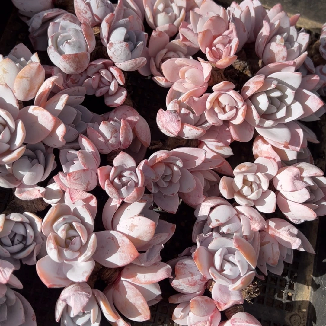 紫***玉我是花卉专用车司机，