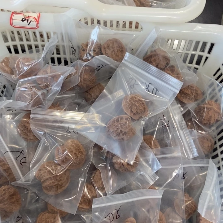 吊坠文玩核桃刀子瑕疵