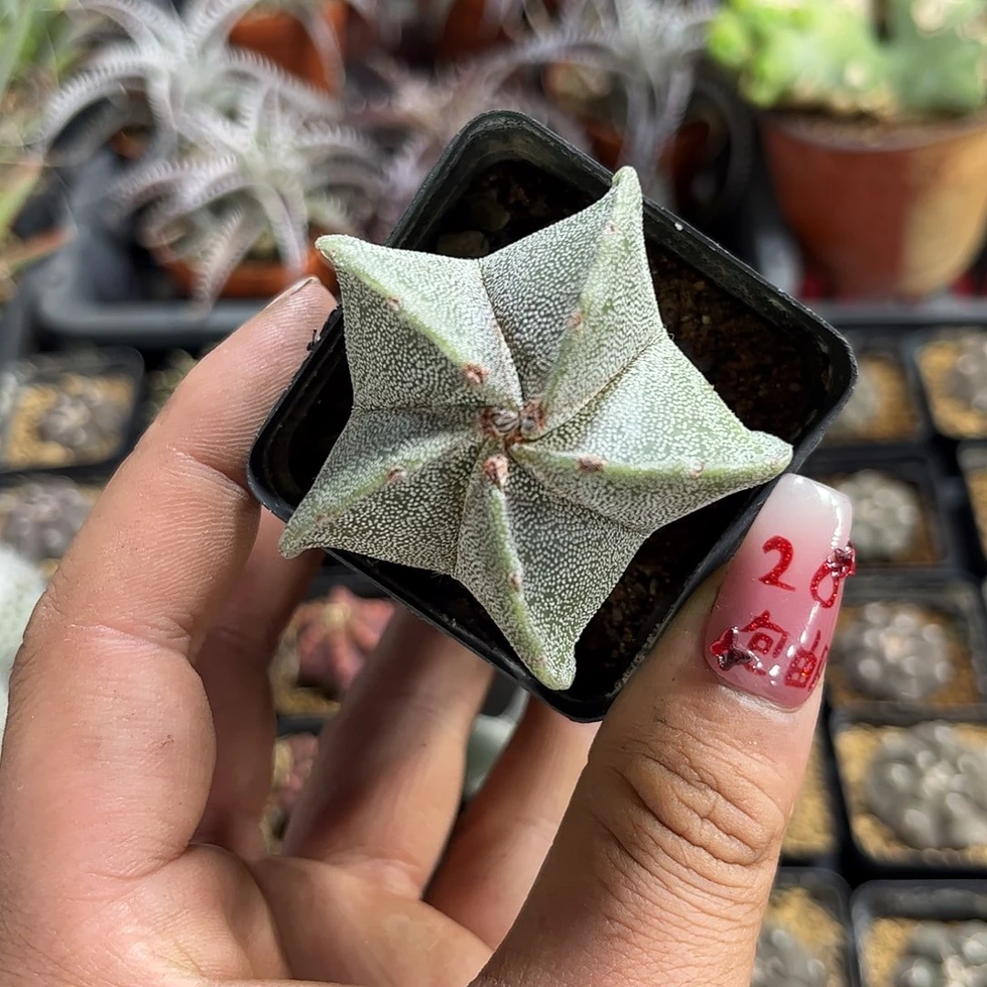 五角鸾凤玉单头发货有根