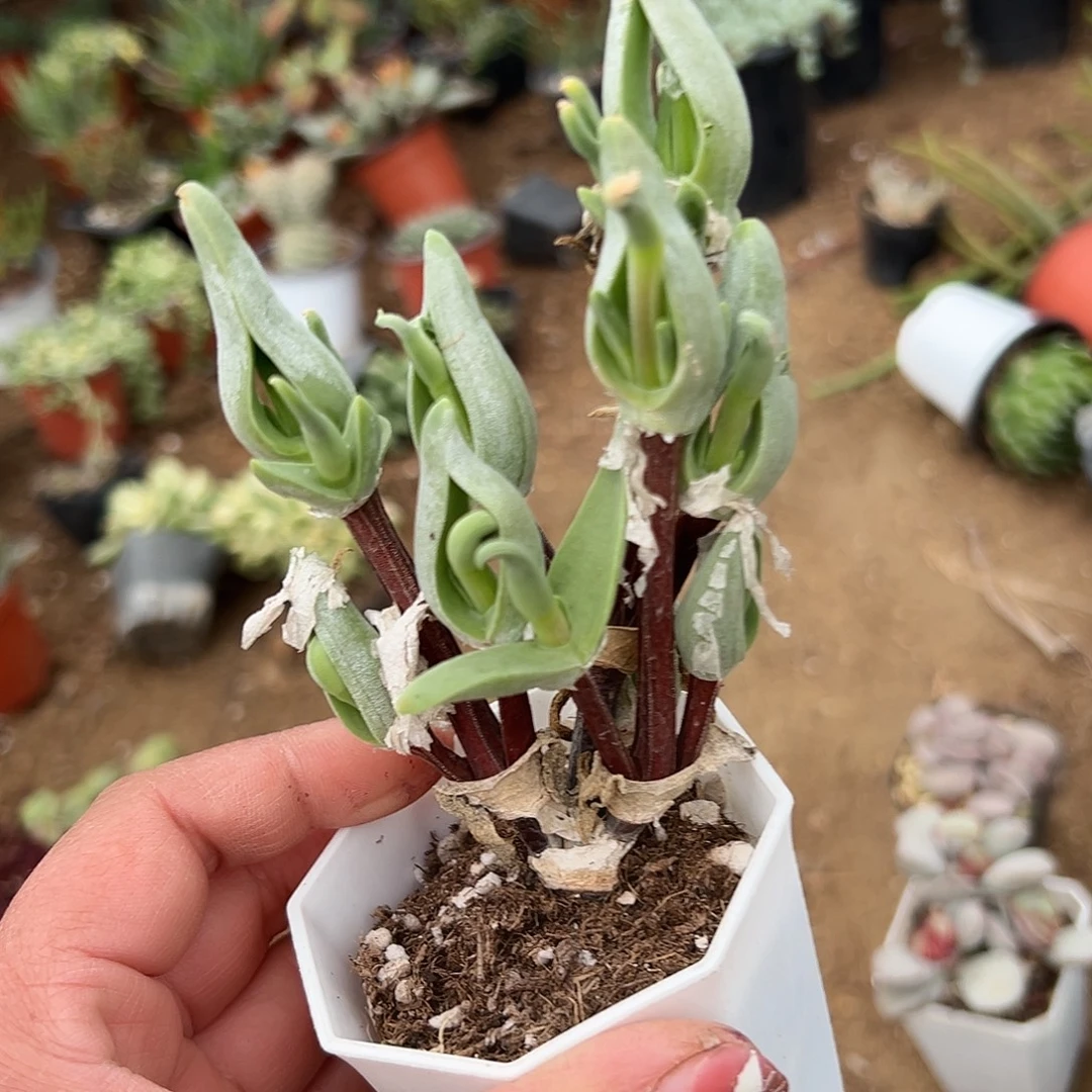 多肉植物怪鸟老庄