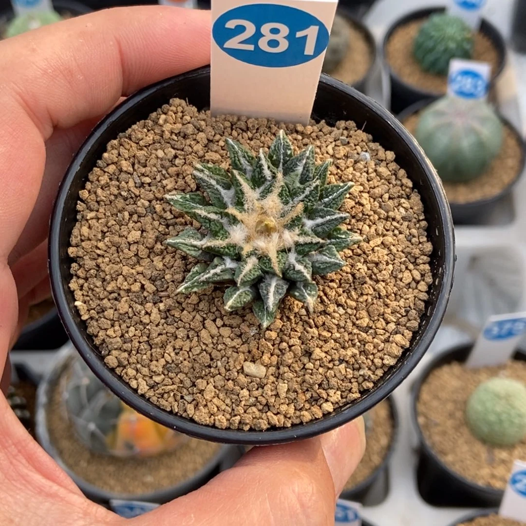 281实生黑牡丹带盆带土