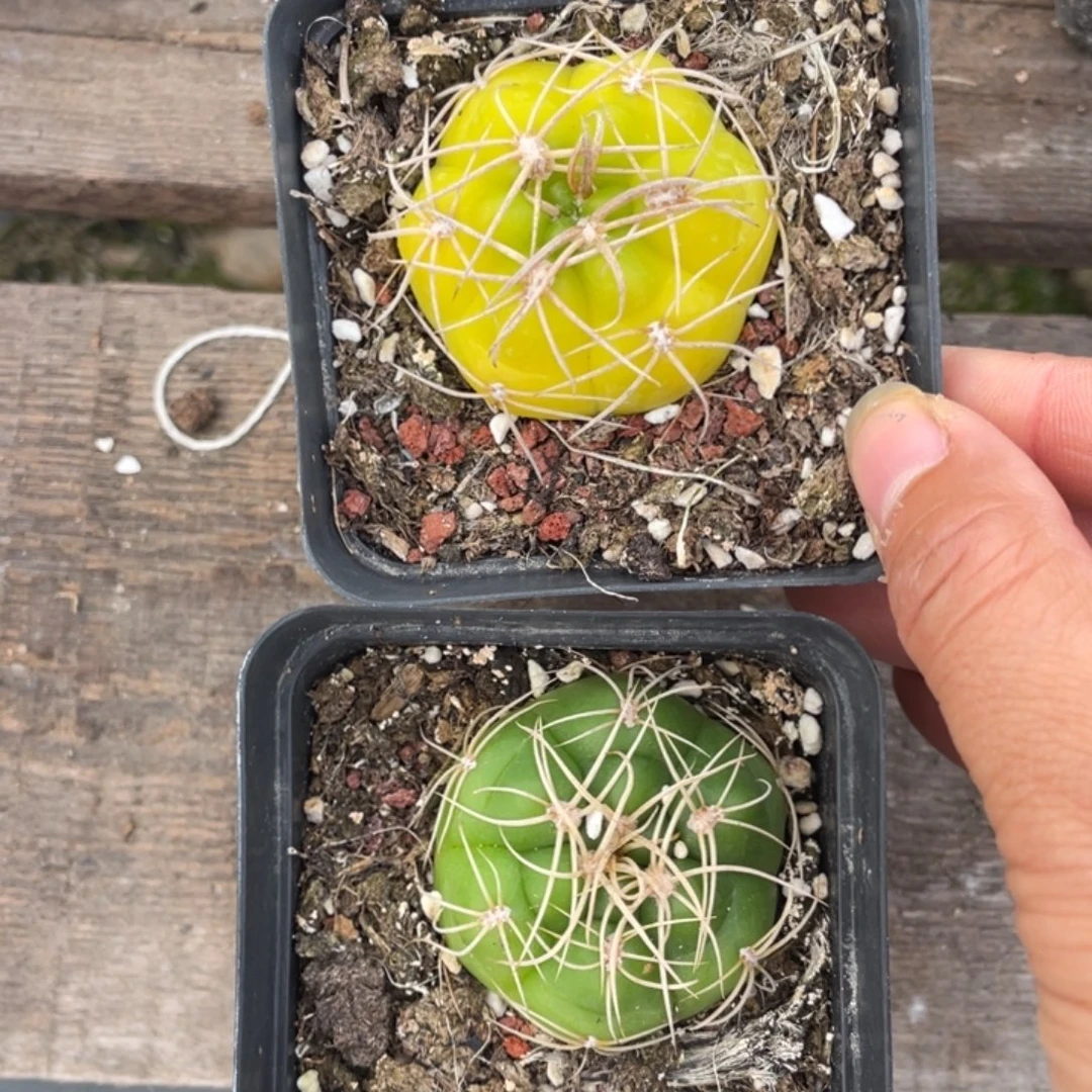 海王 两颗        实生根