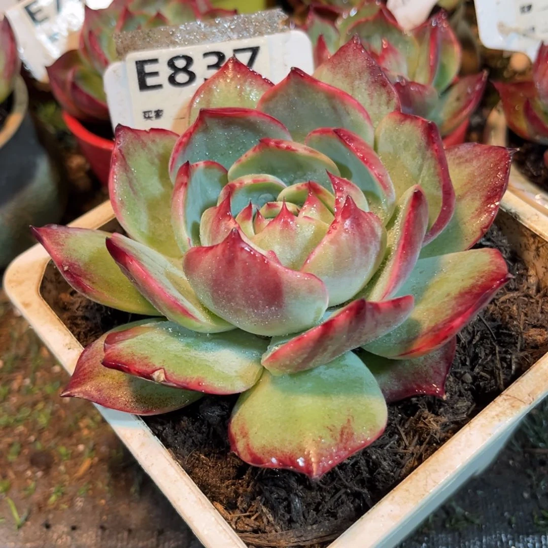 惊鸿一瞥837号多肉