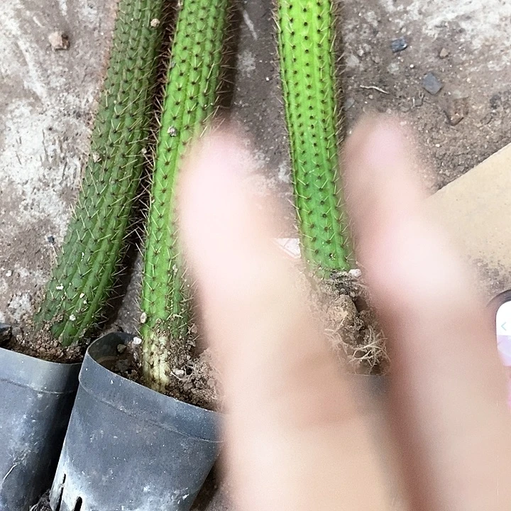 3个彩舞2478993578