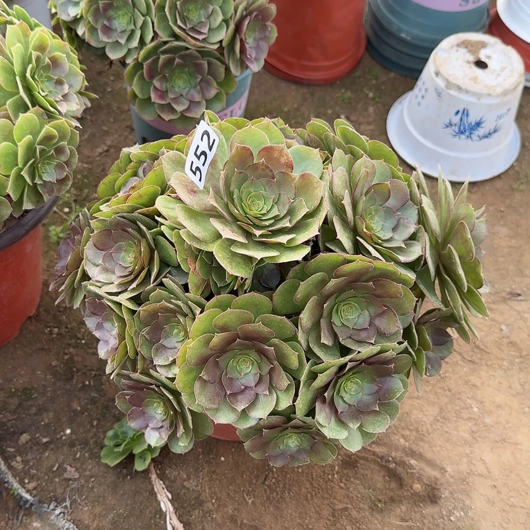 有点弯根万圣节552