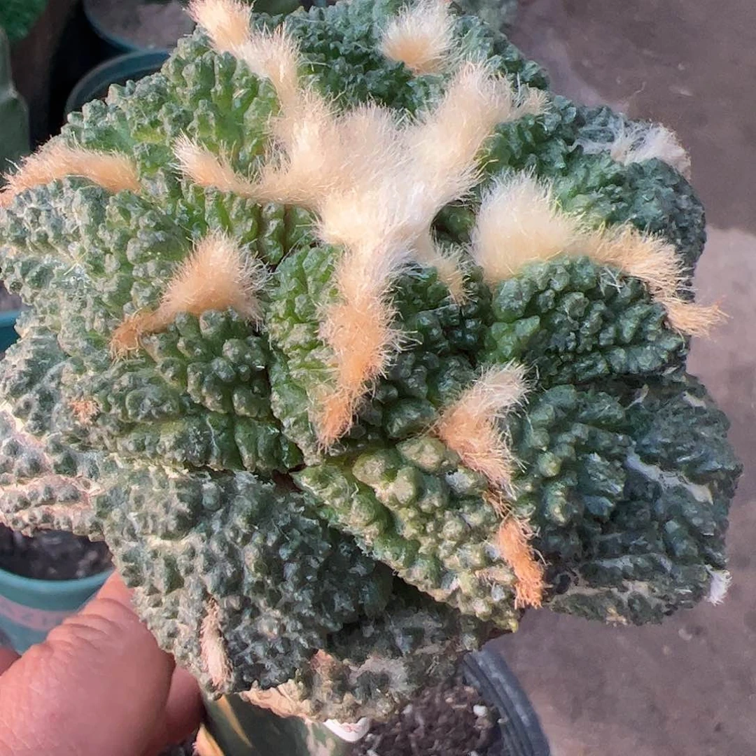 中筋龟甲牡丹仙人球149