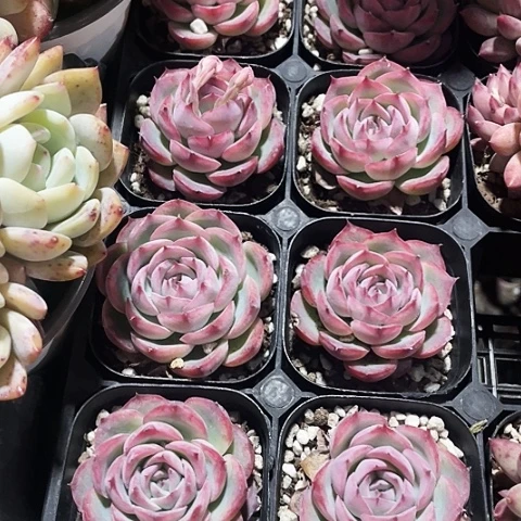 侧影5.88一盆888888