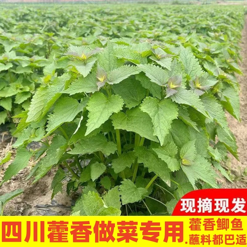 四川正宗藿香新鲜鱼香做菜调料细嫩香味浓郁荷香大茴香时令蔬菜