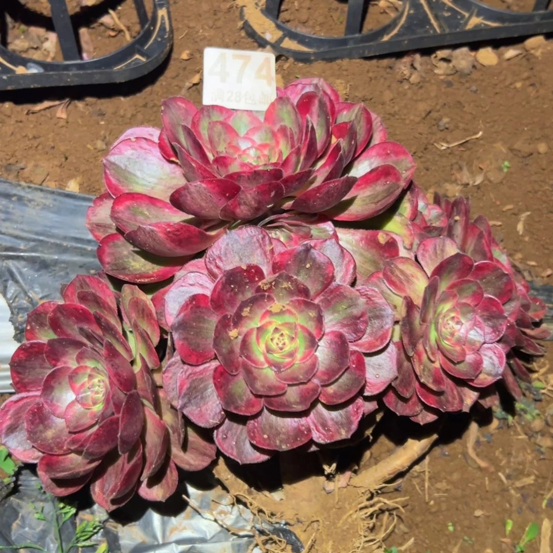 多肉植物474赤子心杆子有伤