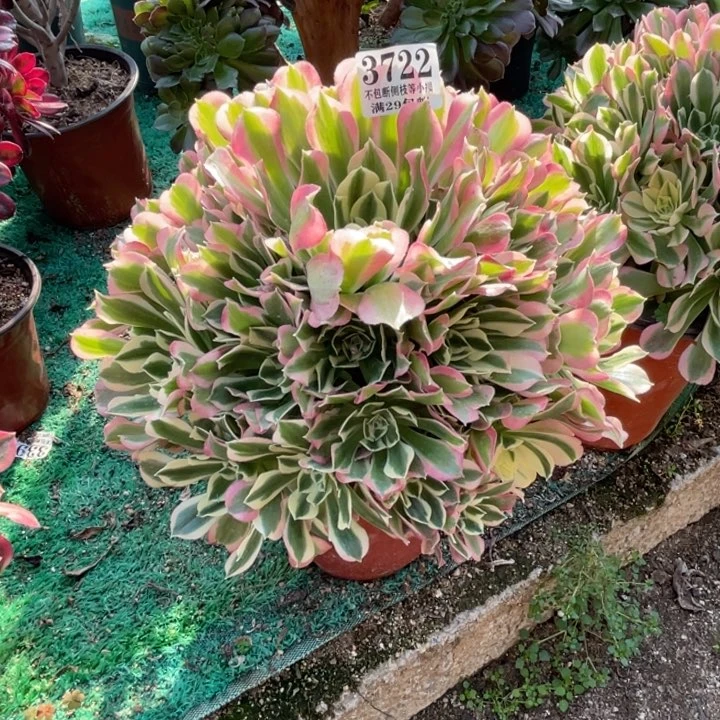 722号白凤多肉植物