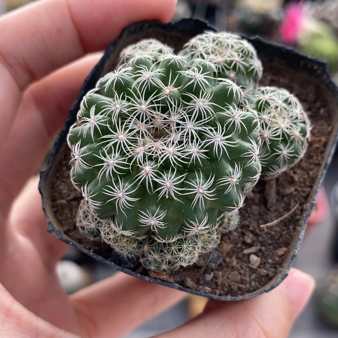 比氏圆盘玉植播园艺