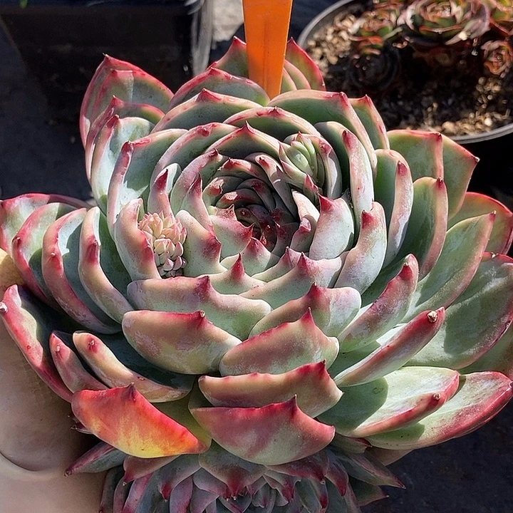 127 一物一拍不退不换