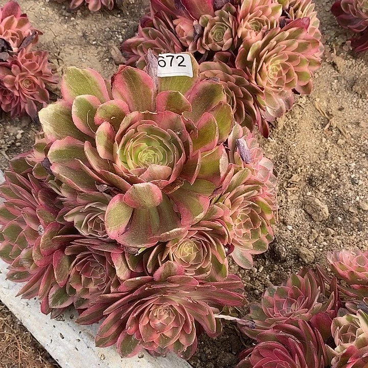672运河多肉植物