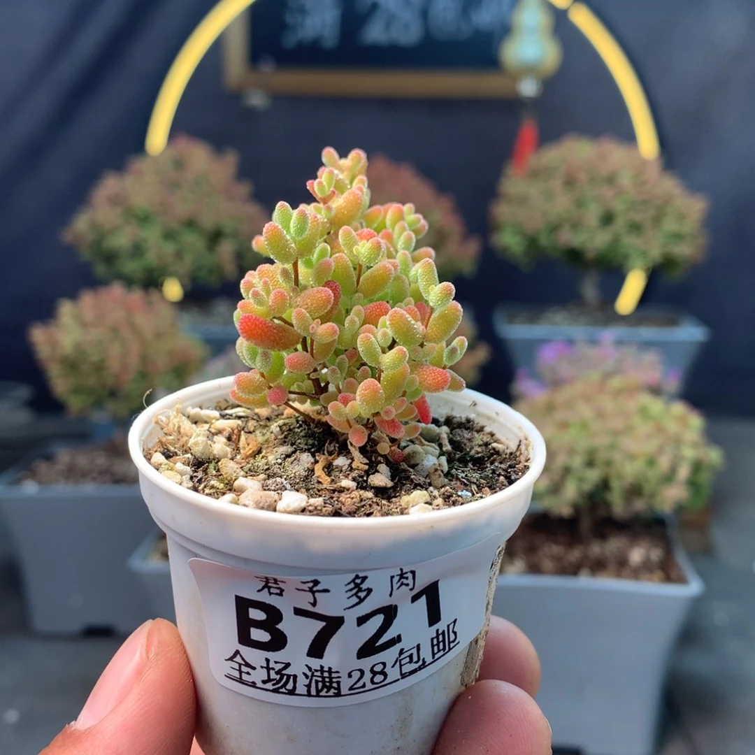 721蜜橘。