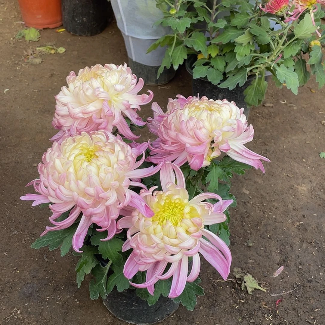 完全开放B55555555