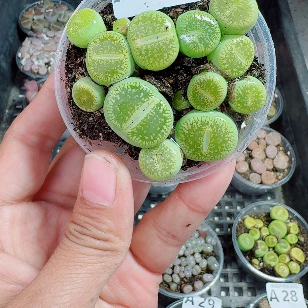 36多肉植物多肉植物