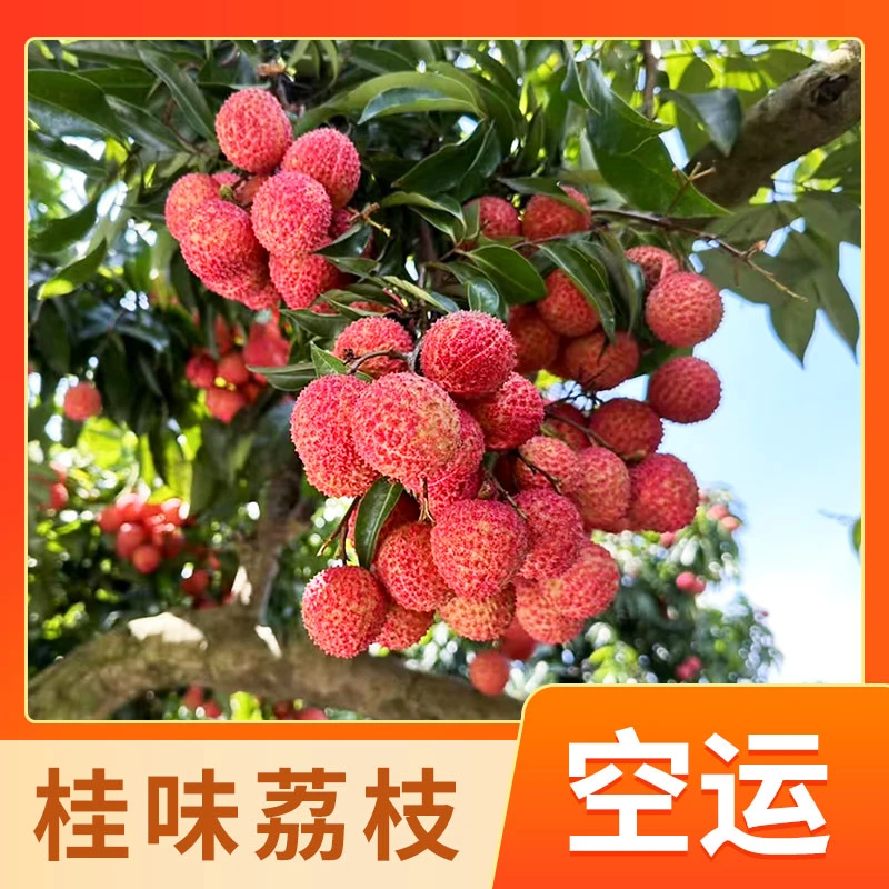 【空运发货】【桂味】广东湛江老树桂味荔枝核小肉多新鲜现摘当季水果