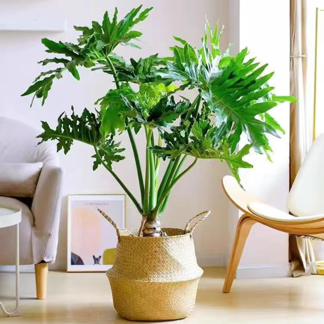 一物一拍龙鳞春羽老桩土培水培大叶片植物室内绿植好养花卉客厅