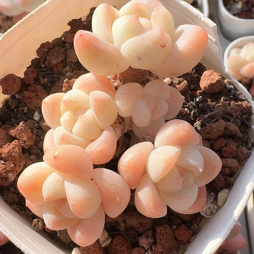 白底冰玉群生5头老桩多肉