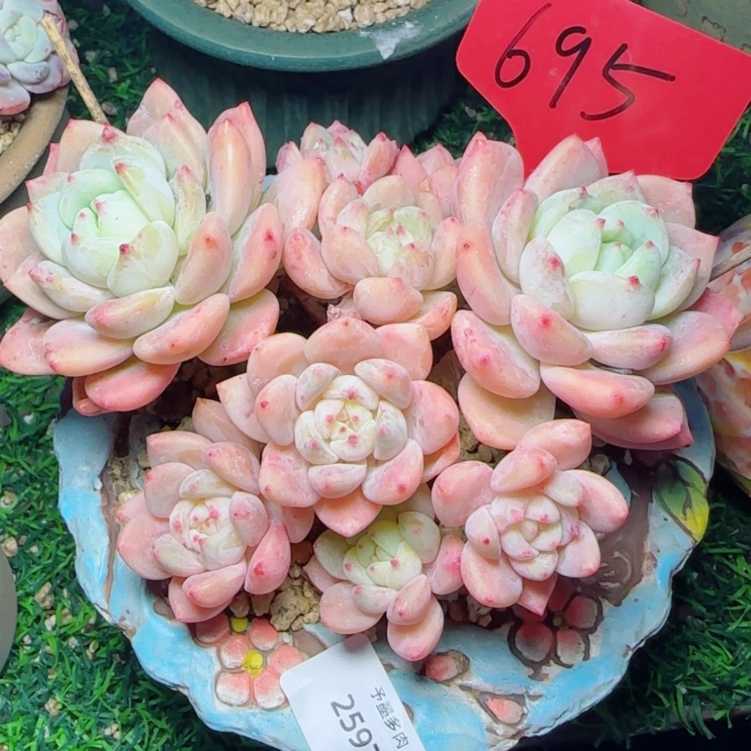 望舒无砍，2597多肉植物